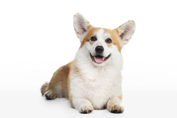 istock dog welsh corgi on a white background with an open mouth. 1904648273