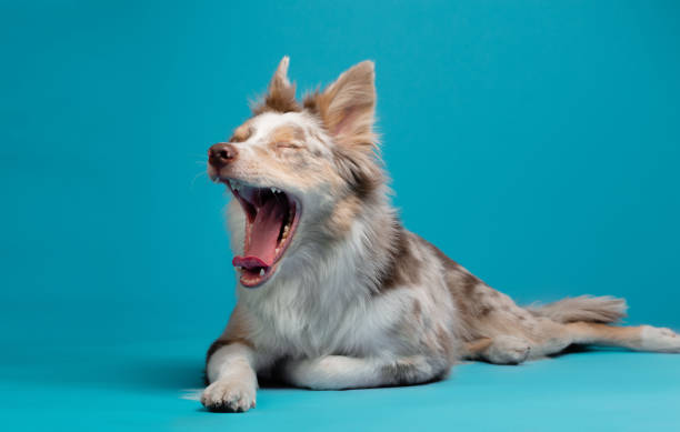 istock border collie funny portrait. dog in studio on blue background 1904648274
