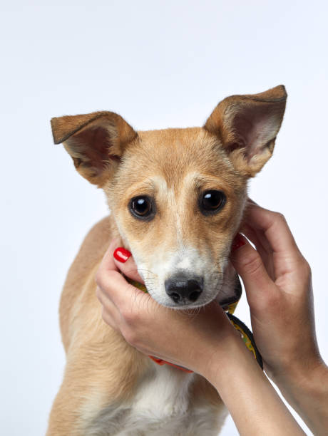 istock puppy with big beautiful eyes. 1904648275
