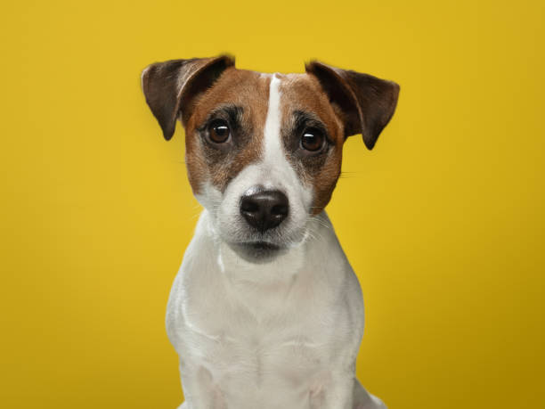 istock Smooth Jack Russell Terrier on a yellow background. A happy and charming dog. 1904648278
