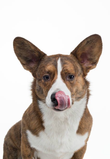 istock dog welsh corgi pembroke with open mouth on a white background. 1904648279