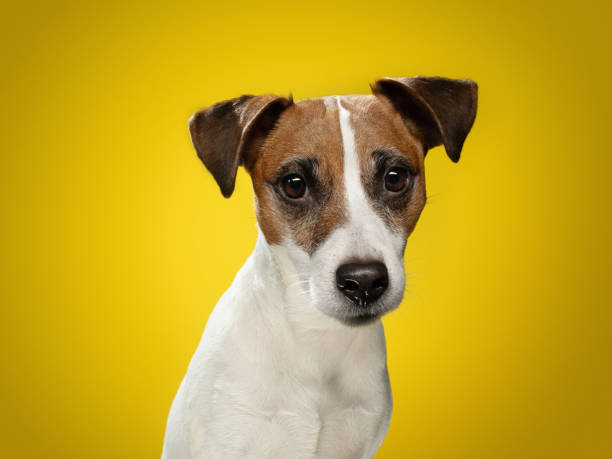 istock Smooth Jack Russell Terrier on a yellow background. A happy and charming dog. 1904648282