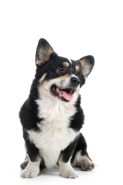 dog welsh corgi pembroke with open mouth on a white background.
