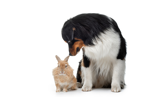 An Australian Shepherd attentively observes a fluffy bunny, a charming encounter captured in a studio