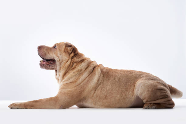 shar pei cão no fundo branco - shar pei dog beauty animal tongue - fotografias e filmes do acervo