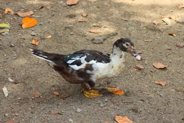 Photo of Muscovy duck