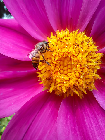 Pink daisy flower Center with Petals in the Shape of a Bow with bee collecting honey.