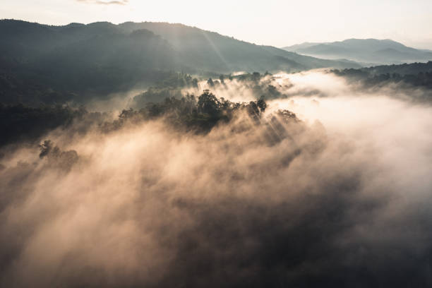 istock Morning fog in the forest before spring 1904672751