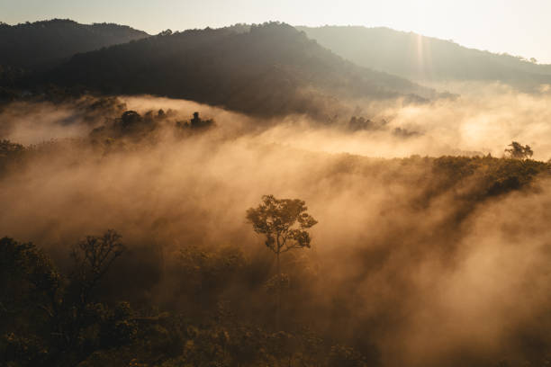 istock Morning fog in the forest before spring 1904674303