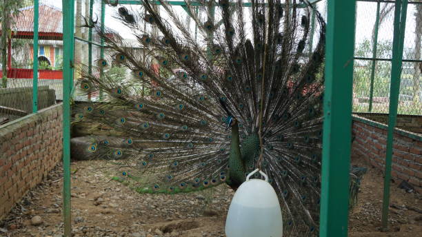 istock Green peacock in the cage 1904683221