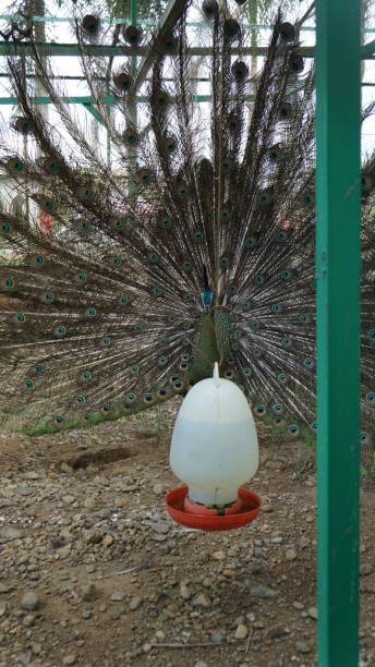 Green peacock and bird drinker in the cage