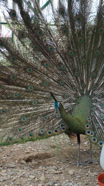 istock Green peacock portrait photo 1904685857