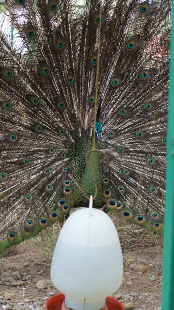 istock Green peacock in the cage 1904685858