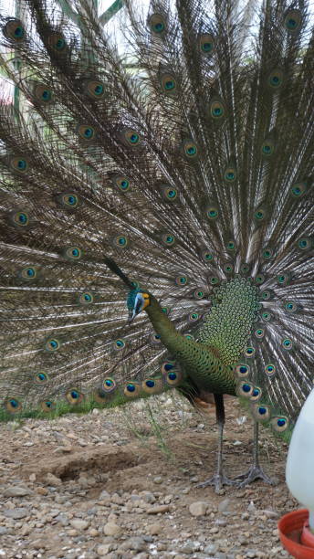 istock Green peacock in the cage 1904687419