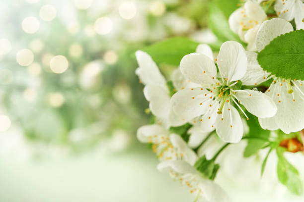 Passover blooming white apple or cherry blossom on green background. Happy Passover background. Spring Easter background. World environment day. Easter, Birthday, womens day holiday. Top view Mock up.