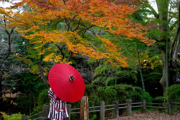 Woman Wearing kimono holding red umbrella stand under maple tree