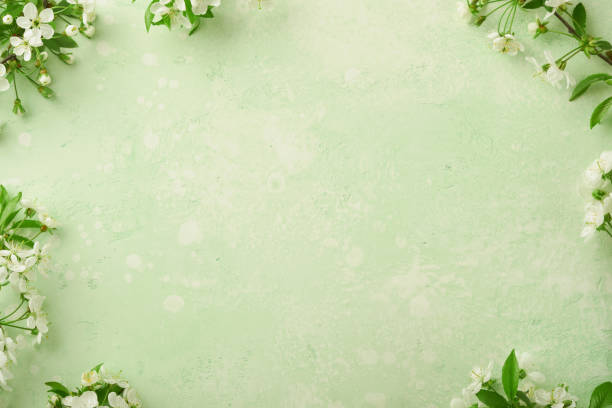 Passover blooming white apple or cherry blossom on green background. Happy Passover background. Spring Easter background. World environment day. Easter, Birthday, womens day holiday. Top view Mock up.