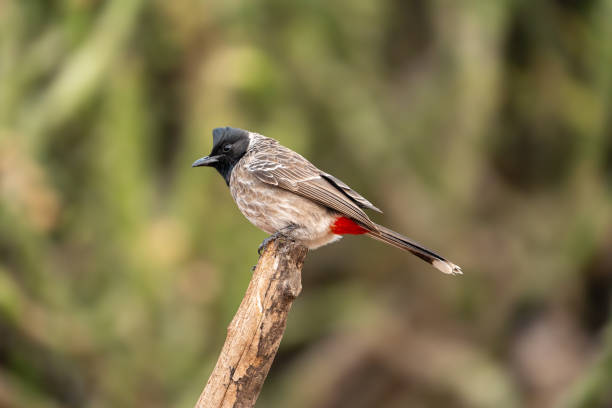 Bulbul Mercel2 9.500+ Bulbul Stok Fotoğrafları, Resimler ve Royalty-Free Görseller ...