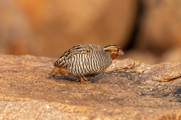 istock The jungle bush quail (Perdicula asiatica) 1904713940