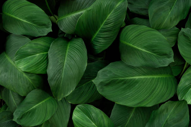 istock Nature leaves, green tropical forest, backgound illustration concept 1904737172