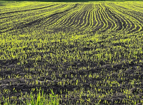 Plowed agricultural field with wheat green sprouts.