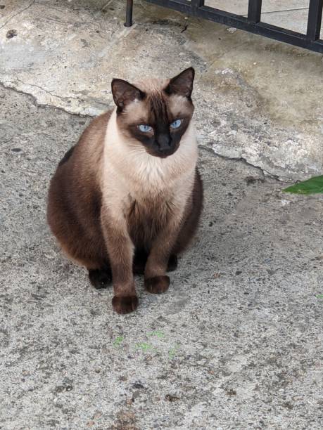 istock Siamese Cat in Cali Colombia 1904745090