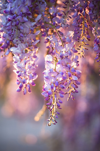 Beautiful wisteria flowers are blooming in spring on the sunset in the garden.