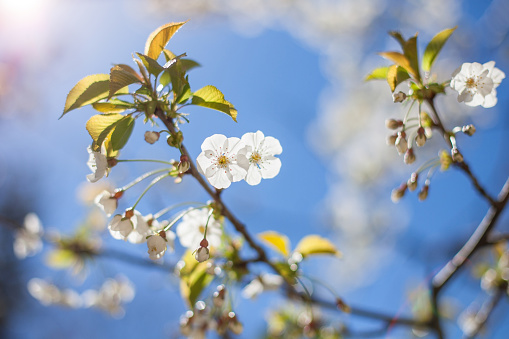 Cherry tree is blooming with white flowers in spring in garden on background of blue sky.