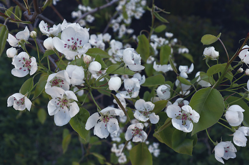Closeup of spring blossom flower on dark bokeh background