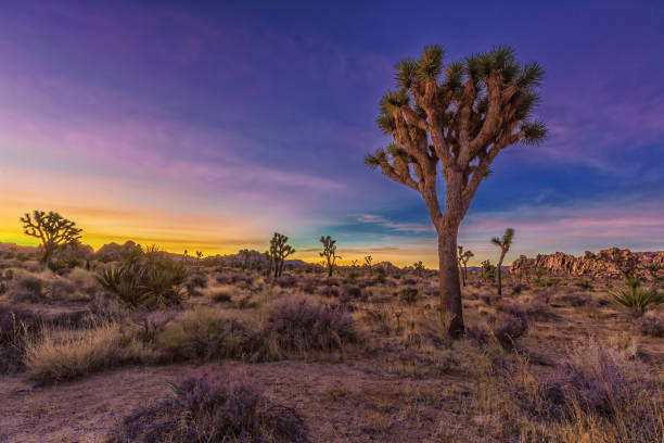istock Sunrise at Joshua Tree National Park 1904773624