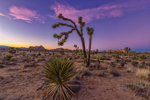 istock Sunrise at Joshua Tree National Park 1904773626