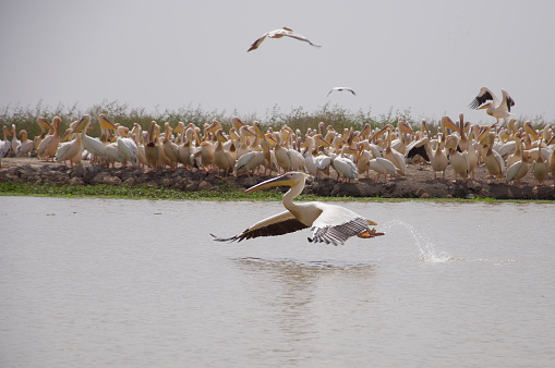 Pelican nesting island