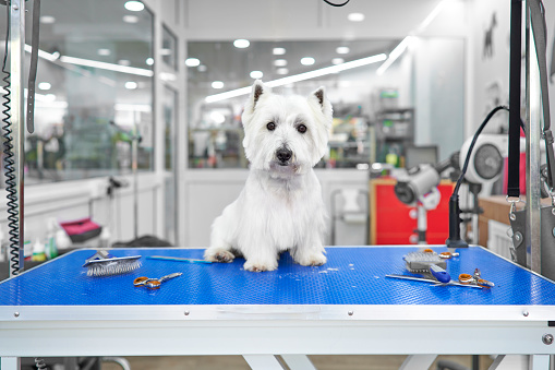 portrait of a beautiful West highland white terrier dog on the haircut grooming table of the veterinary clinic