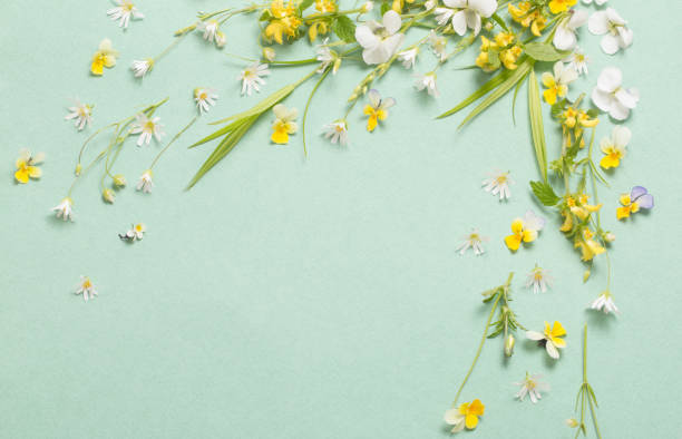 istock wild flowers on paper background 1904796997