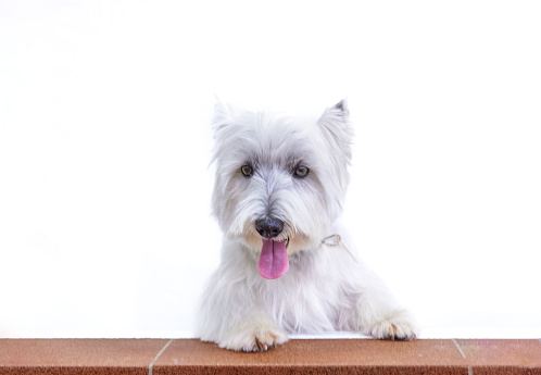 Studio portrait with white background of a beautiful West Highland white terrier dog leaning out on the balcony standing looking at the camera with its tongue out