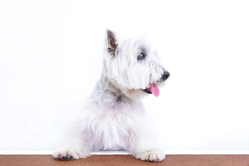 Studio portrait with white background of a beautiful West Highland white terrier dog leaning out on the balcony in profile with his tongue out