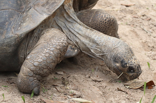 A Galapogas Tortise munches