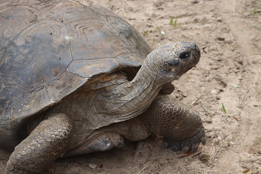 A Galapogas Tortise mugs for the camera