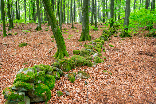 Moss covered stone wall in Beech tree forest, Halland, Sweden.
