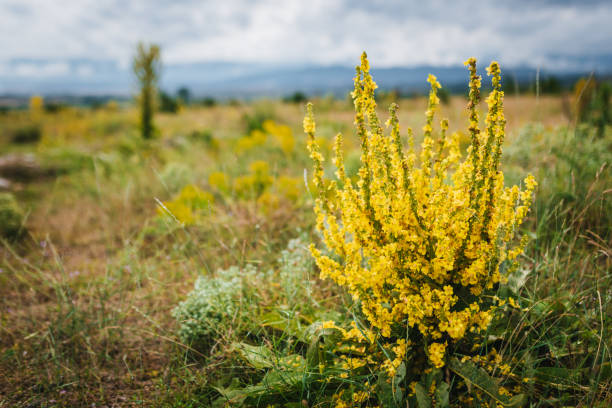 istock Verbascum speciosum yellow widflowers 1904811465