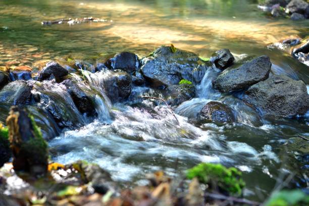 Splashes of a flowing stream in a green forest stock photo