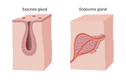 There are two main types of glands: endocrine and endocrine. The main difference between the two types is that while exocrine glands secrete substances into a duct system to the surface of the epithelium, endocrine glands secrete products directly into the blood.