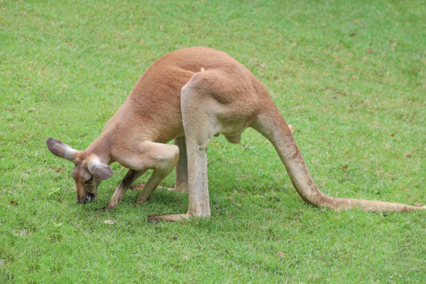 The kangaroo is stay and eat grass in garden