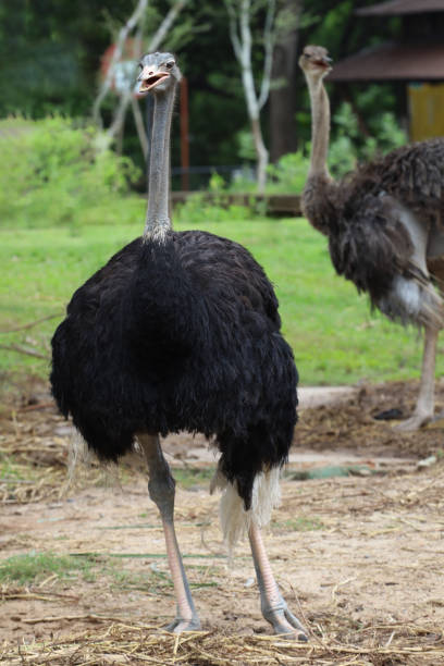 istock The big ostrich bird in the garden 1904841028
