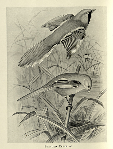 Vintage illustration Bearded reedling, Panurus biarmicus, a small, long-tailed passerine