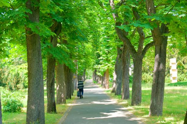 istock walk in the park alley 1904846159