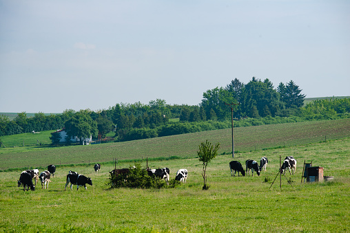 Guernsey cow in large pasture.  Autumn in Wisconsin.