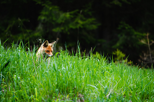 Fox in green forest. Cute Red Fox, Vulpes vulpes, at forest with flowers, moss stone. Wildlife scene from nature. Animal in nature habitat. Fox hidden in green vegetation. Animal, green environment.