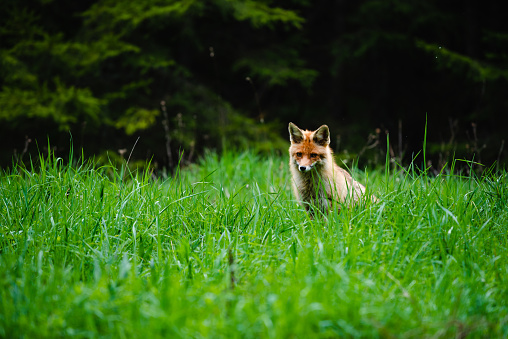 Fox in green forest. Cute Red Fox, Vulpes vulpes, at forest with flowers, moss stone. Wildlife scene from nature. Animal in nature habitat. Fox hidden in green vegetation. Animal, green environment.