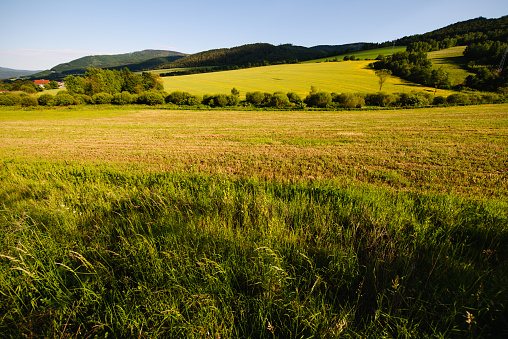 Slovak meadow